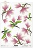 gałązki, magnolia, magnolie, kwiat magnolii, kwiaty, kwiat, R114,twigs, magnolia, magnolias, flower, flowers, ramitas y flores de la magnolia , Zweige und Blumen der Magnolie